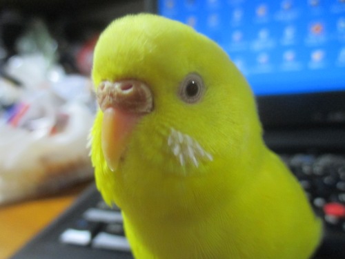 ピー