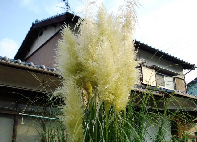 パンパースグラスの銀色に輝く穂花 花と蕎麦とリハビリと 楽天ブログ