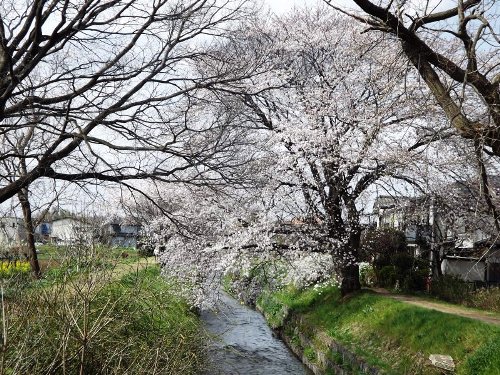 4-01 sakura-50-b.jpg