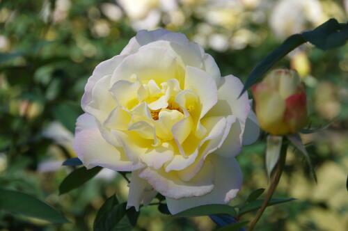 生田緑地ばら苑の秋薔薇