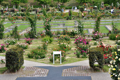 薔薇2