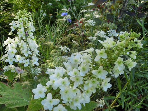 カシワバ紫陽花