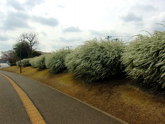 雪柳.jpg