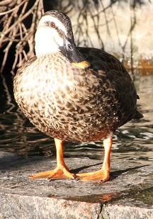 E7D_7165-2.jpg