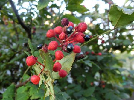 山椒の実