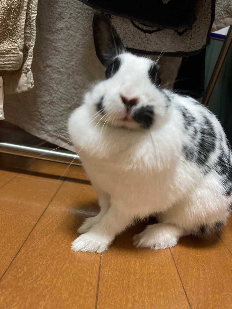 お口 ウサギのくろです 楽天ブログ