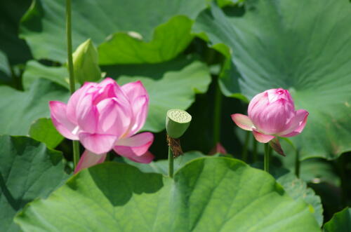 昭和記念公園のハスの花