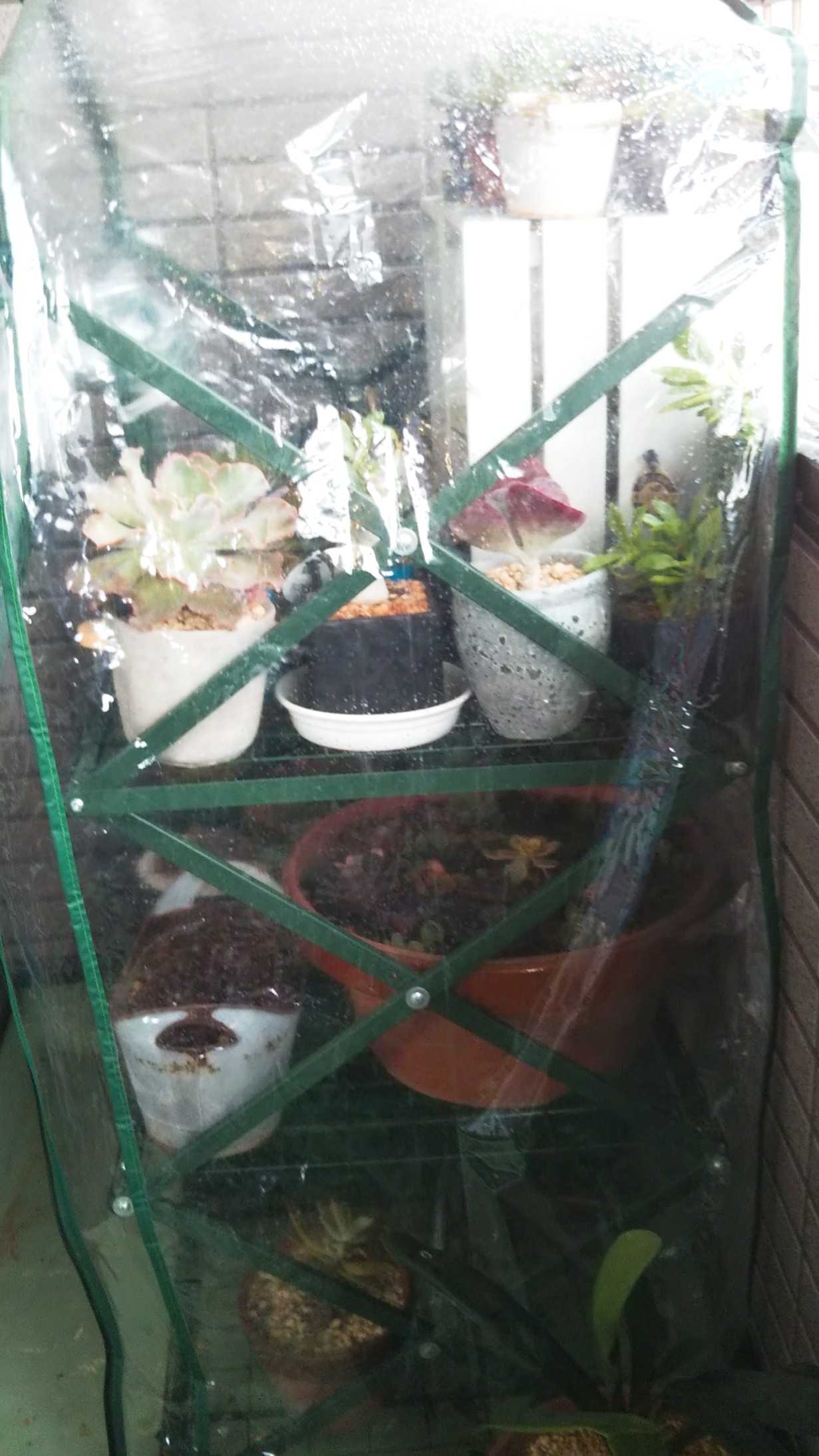 多肉 避難 Sana Niwa 楽天ブログ