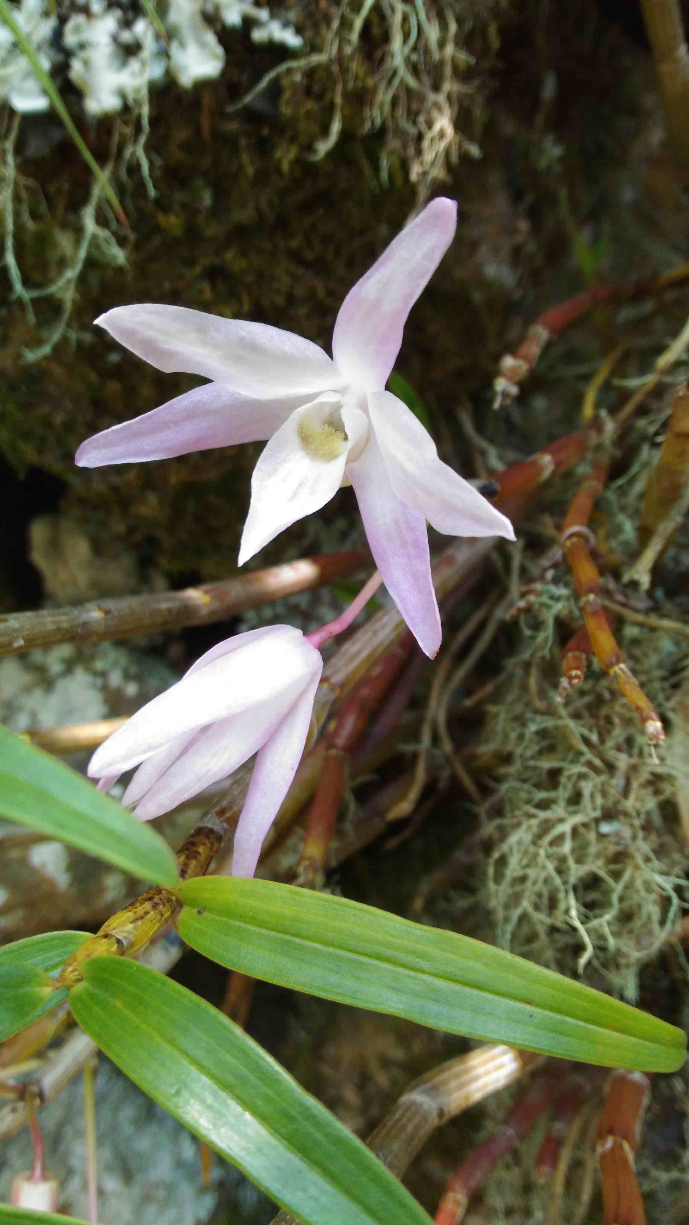 セッコクの花が開花しました | 里山徒然(奥三河の自然と歴史) - 楽天ブログ