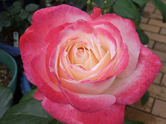 バラで小さな庭づくり チェリーレッドの ノスタルジー 残念な西花壇の植え場所作り