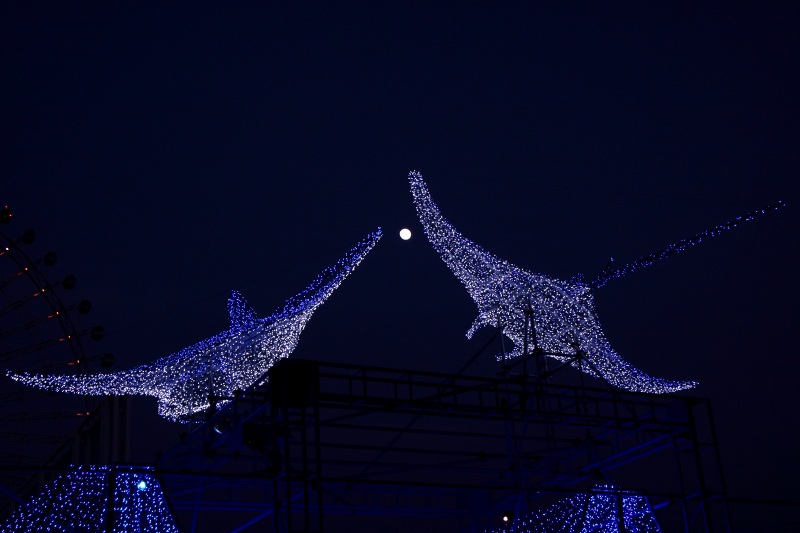 海遊館_7.jpg