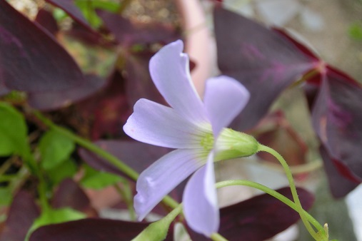 三角オキザリス