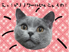 にゃいのか.gif