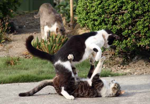 我が家のニャンコ♪2013/5/24-2