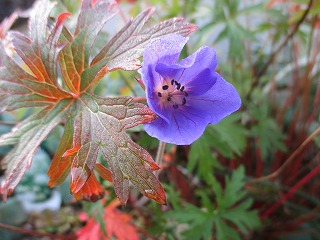 IMG_4484ss.jpg