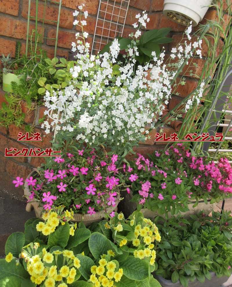 花いっぱいの我が家 シレネピンクパンサーの種採りと寄せ植え 狭い庭を花いっぱいにする育て方 楽天ブログ