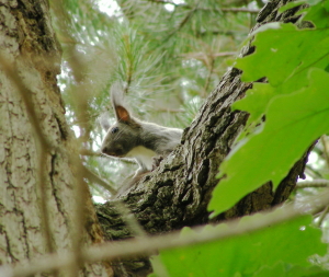 06-21ikimono (3).JPG