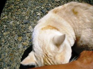 2012年10月02日_IMGP9959.jpg