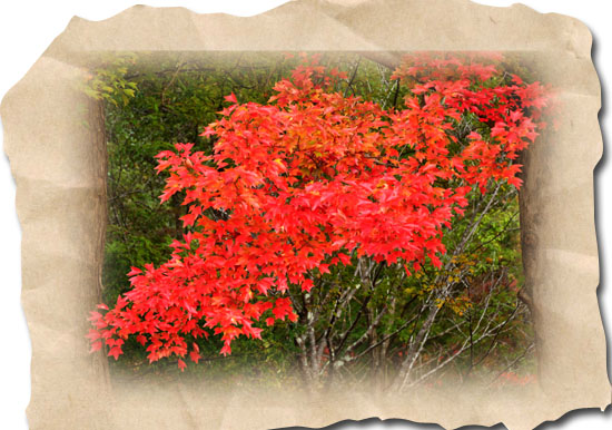 紅葉３