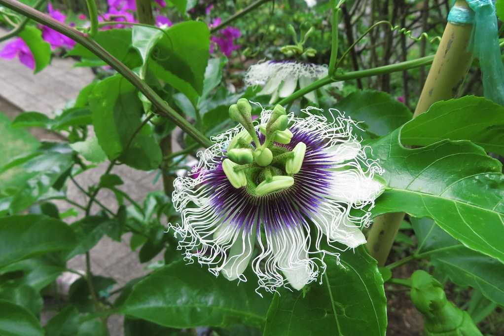 庭の花 ヒマワリが咲き始める パッションフルーツ 果物時計草 公園のヤマモモ 大分金太郎の花鳥蝶月 楽天ブログ