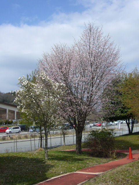 P1140024（医療センター桜＋モクレン）.jpg