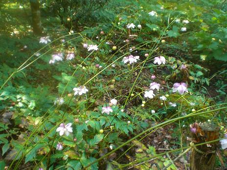 レンゲショウマ