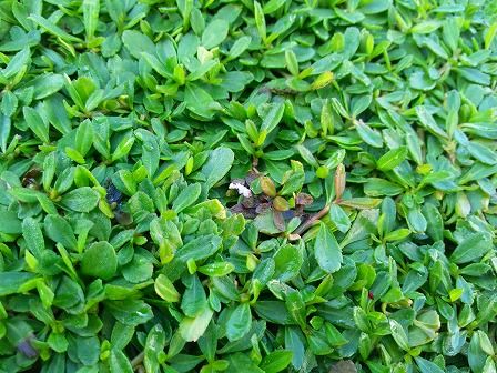 印刷 肥料焼け 花 肥料焼け 花 Ikipicapixnem