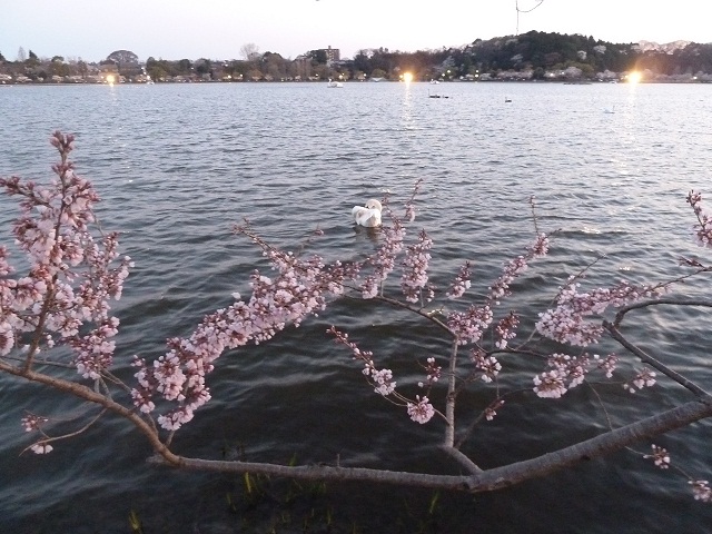 2015.4.2 千波湖夜桜 027.JPG