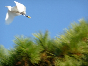 P1000680 (300x225).jpg