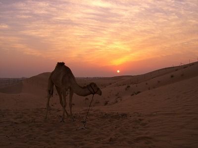 砂漠その１ アラビア半島 サウジ他 貧乏旅人 アジアの星一番が行く 世界への旅 楽天ブログ