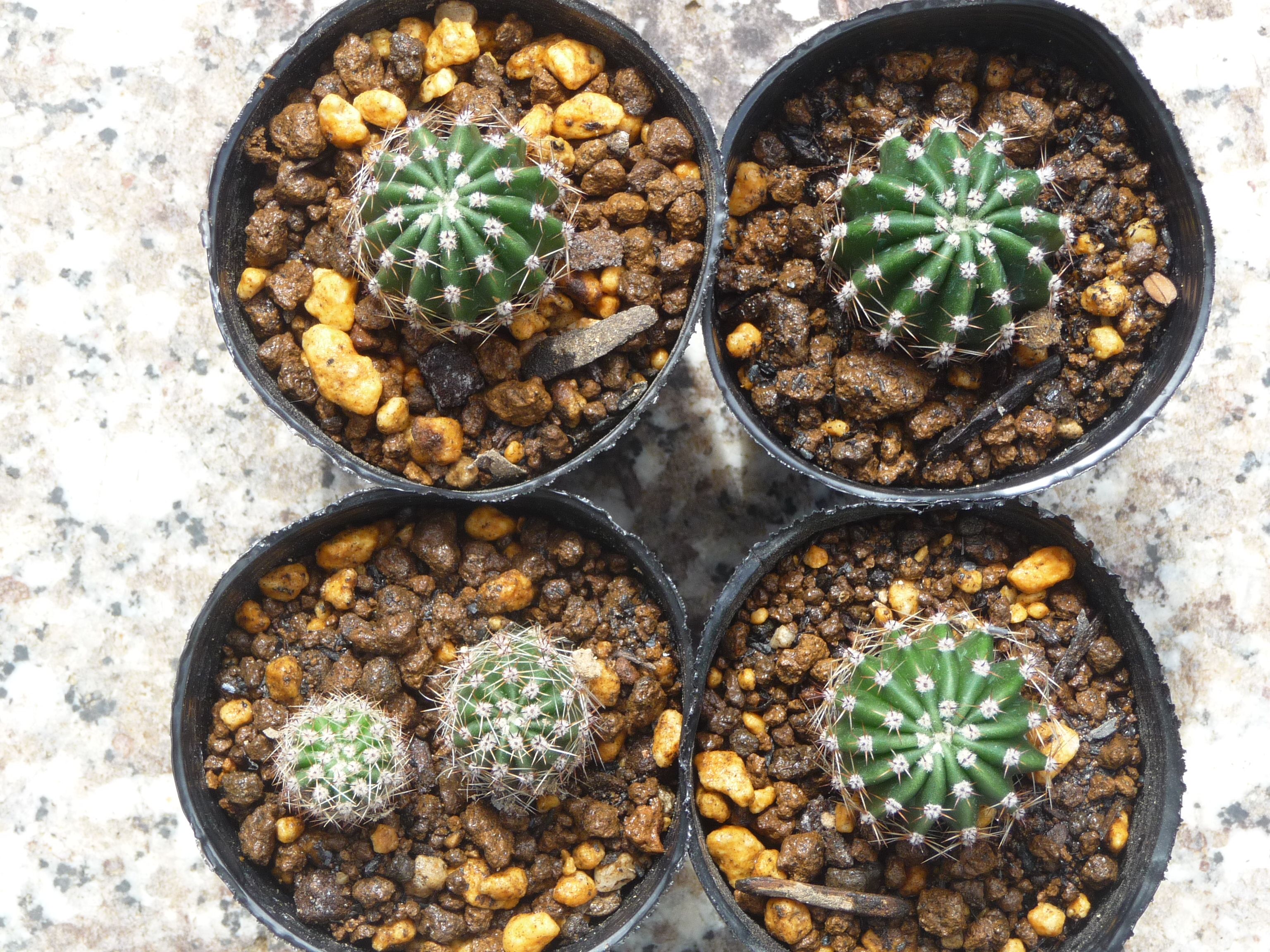 エキノプシス属 短毛丸 | びびるタニサボ達 - 楽天ブログ