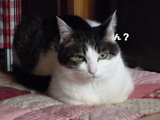 みいちゃん7歳2