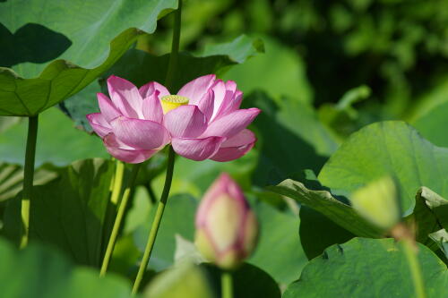 上野不忍池の蓮の花