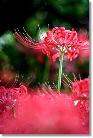 狐山古墳-9 ヒガンバナ-9 13.9.24