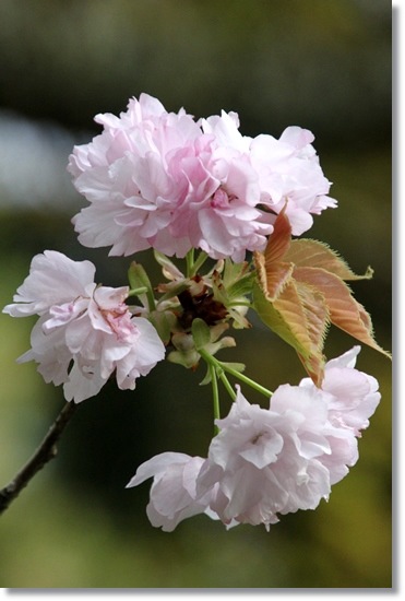 樹木公園-12 江戸 15.4.22