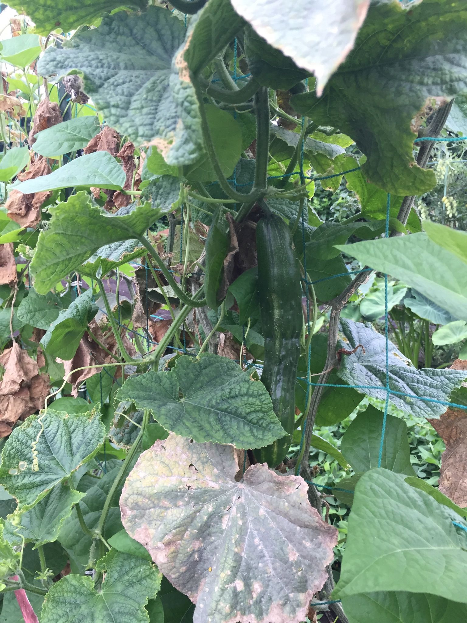キュウリ まだ選手交代は嫌なようです ちょろ松の家庭菜園奮闘記 楽天ブログ