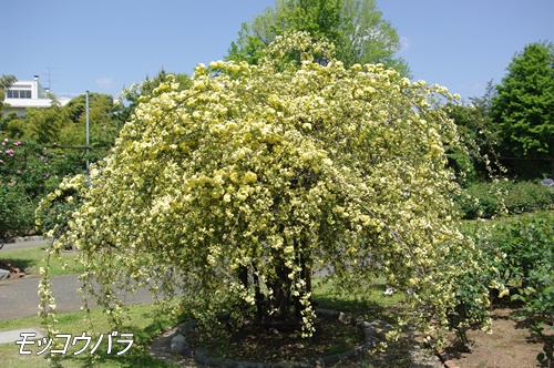 フラワーセンター大船植物園にて