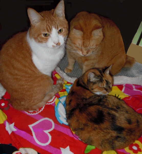 DSCN2919 (555x600).jpg