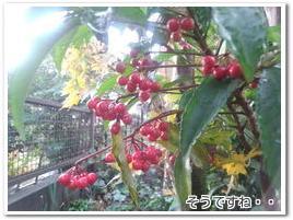 1411雨ですね2.jpg