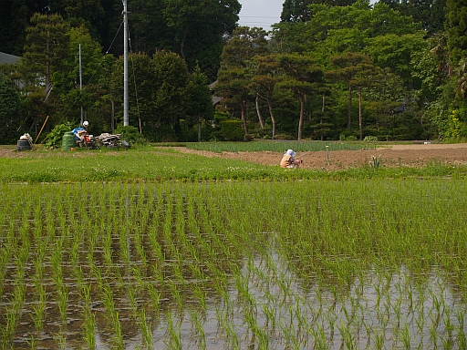 6.03松森城へ散歩10.JPG