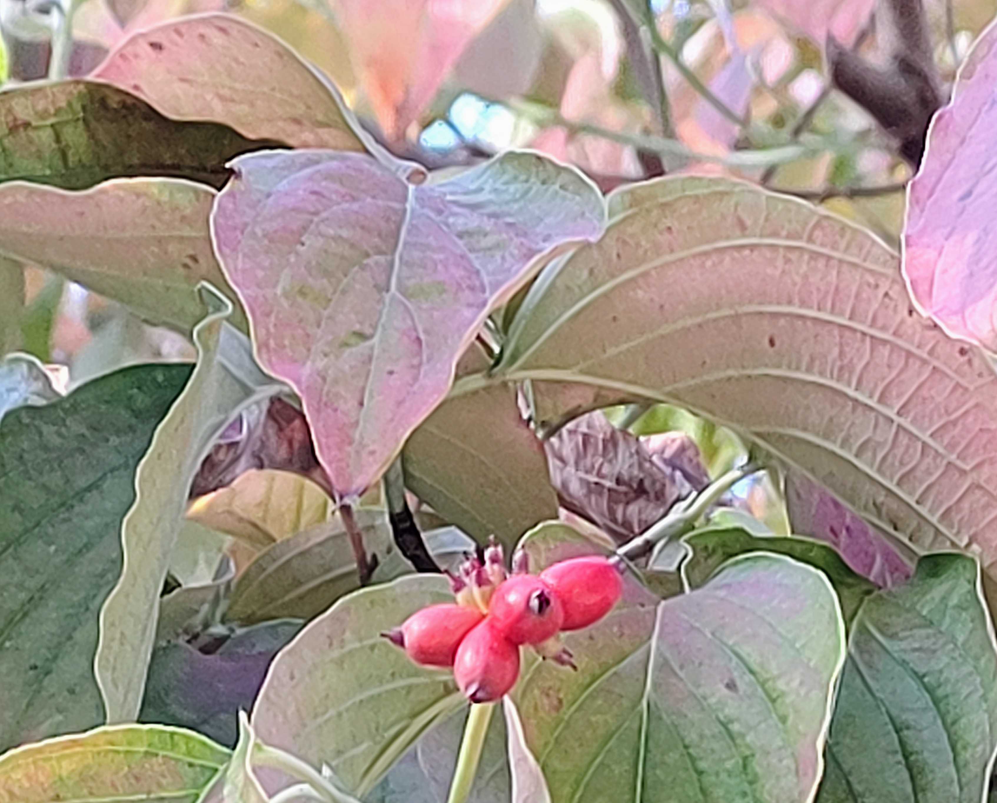 10月10日の道すがらの秋をご覧下さいね🍁🍂🙇💕 | 笑えるサバイバルガーデンにようこそ🧓🌹 - 楽天ブログ