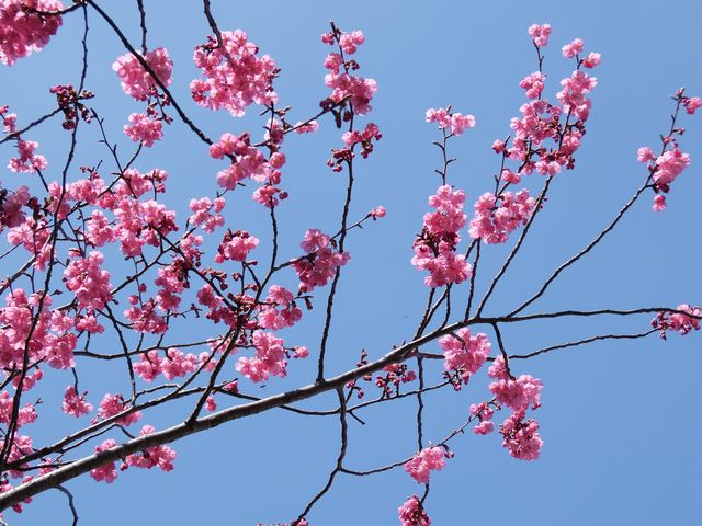 DSCF1600.JPG