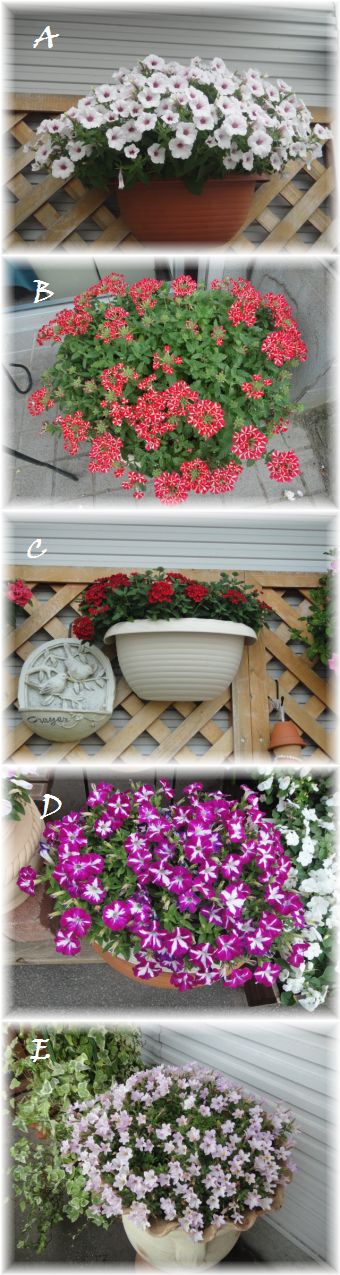 真夏日にも元気に咲くお花です。