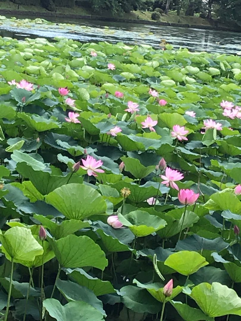 蓮の花 ひより日記 楽天ブログ