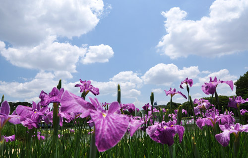 菖蒲２