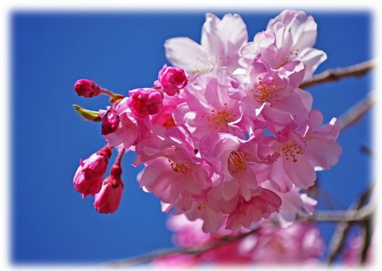 枝垂れ桜