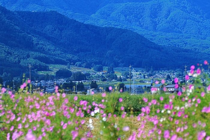 コスモスの咲く安曇野 フォト安次郎 安らぎの風景 楽天ブログ