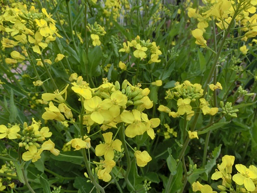 カキ菜の花