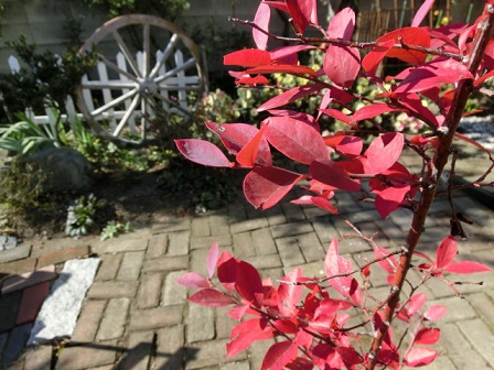 ブルーベリーの紅葉
