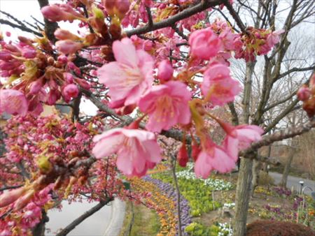 なばなの里の寒桜